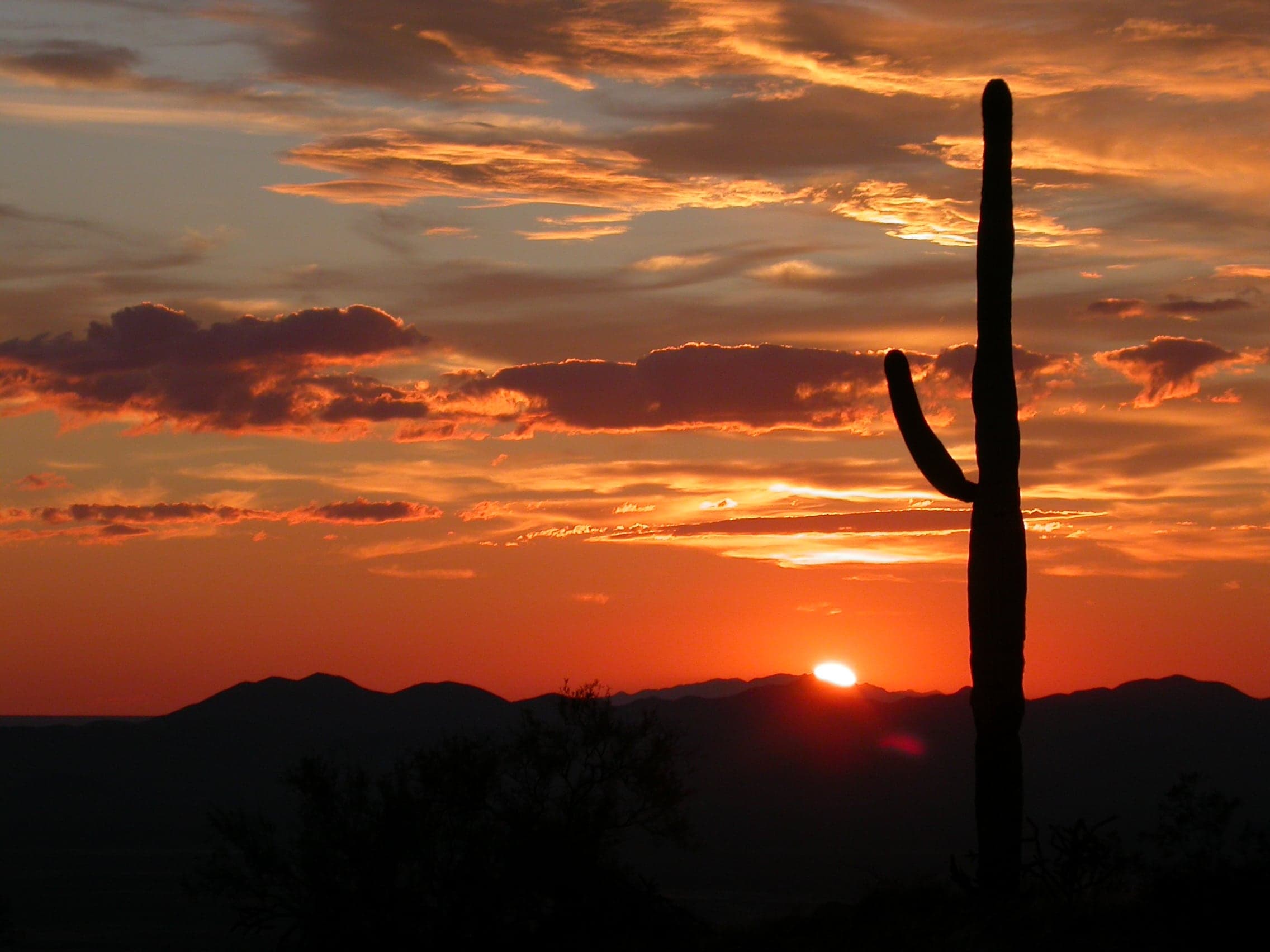 A majestic saguaro cactus silhouetted against a golden Arizona sunset, with mountains stretching along the horizon